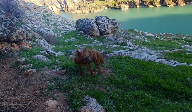 Doğal yaşamı bozanlara 5 Milyon TL’ye kadar ceza