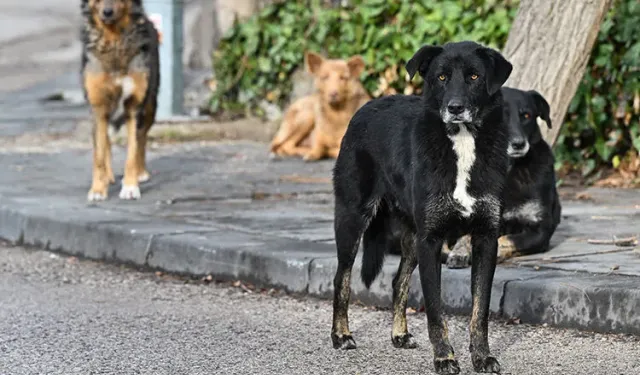 Yargıtay'dan köpek saldırısı kararı! Yüzde 37 malul kalan kadına 637 bin lira tazminat