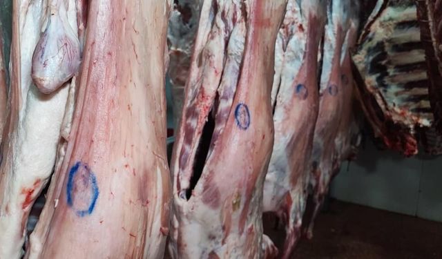 Kaçak kesim tehlikesi! Uzmanlardan mühür uyarısı