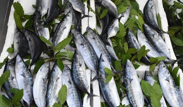 Av sezonu palamut bolluğuyla başladı
