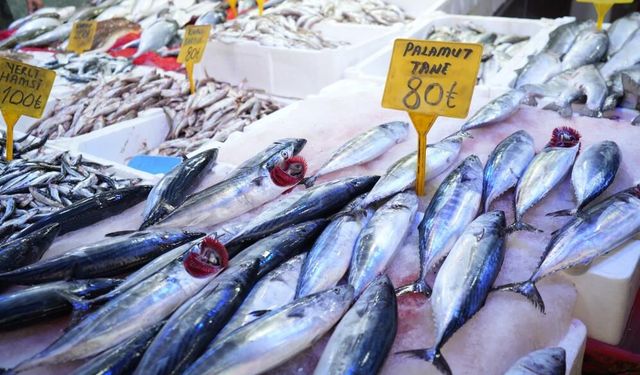 Karadeniz'de palamut patlaması: Tanesi 80 TL