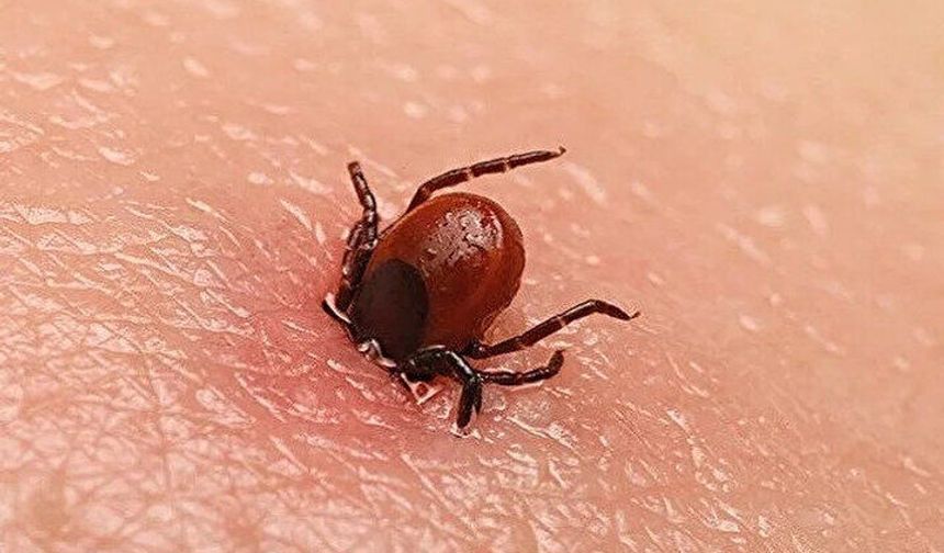 Tokat'ta 2 kişi KKKA hastalığı teşhisiyle tedavi görüyor