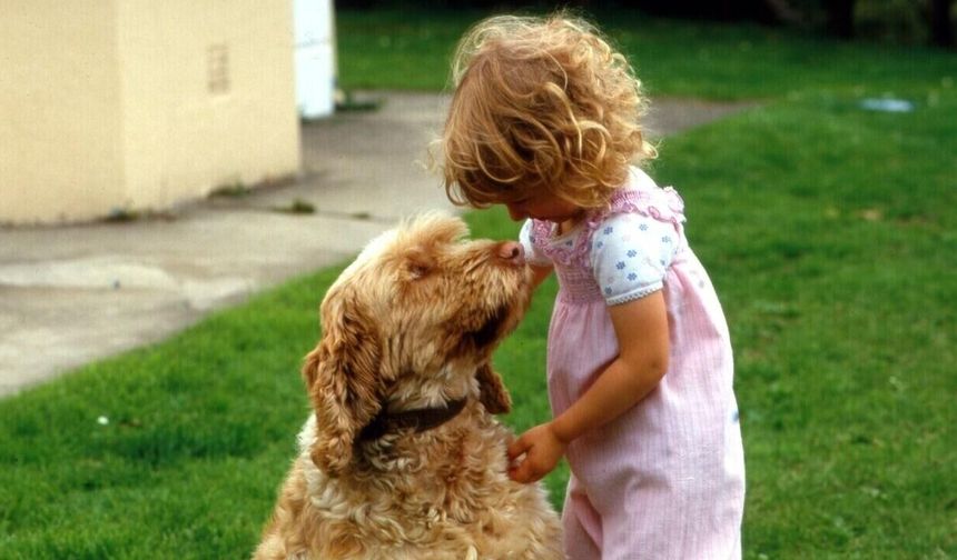 Köpeklerin beyinlerinin 5 bin yıl öncesinden itibaren küçülme gösterdiği belirlendi