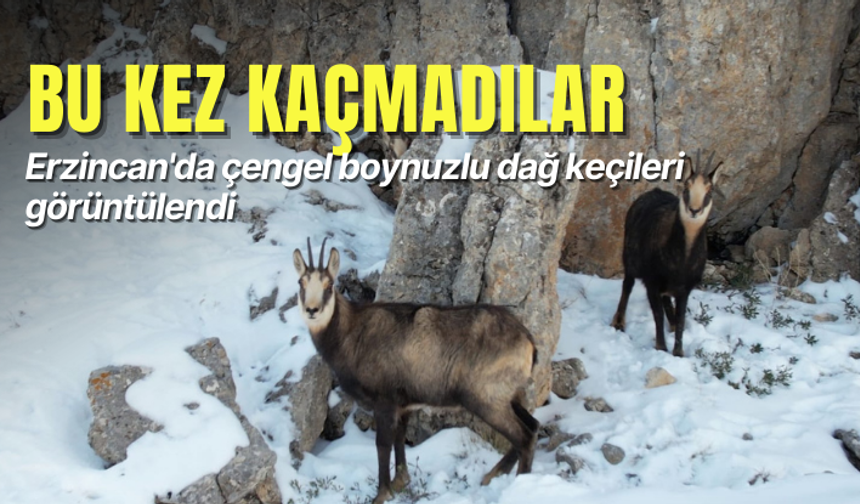 Erzincan'da çengel boynuzlu dağ keçileri görüntülendi