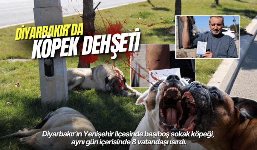 Diyarbakır’da sahipsiz köpek bir günde 8 kişiyi ısırdı