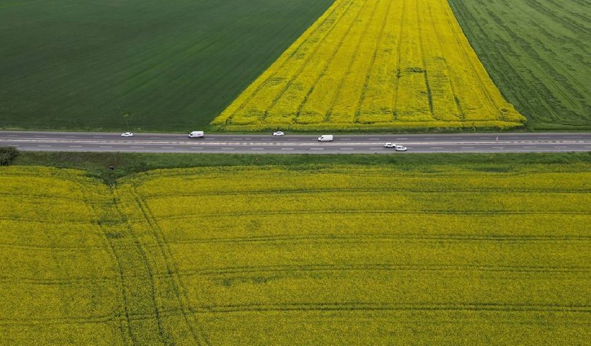 Kanola ve buğday tarlaları sürücülere renkli rota sunuyor