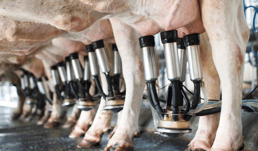 Toplanan inek sütü miktarı ekimde 895 bin 834 ton oldu