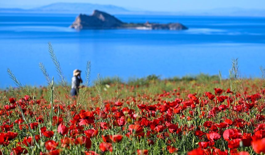 Kırmızı tarlalar, gölün mavisi ve Akdamar Adası'nın güzelliği ile bütünleşti.