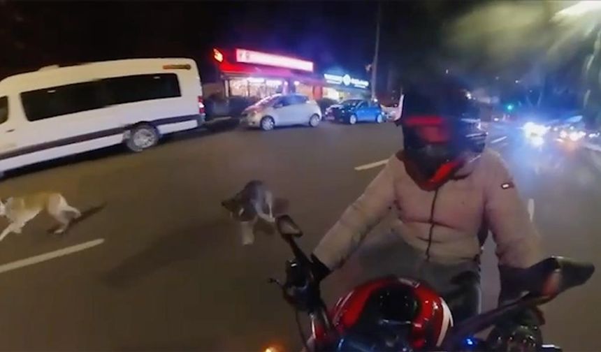 Başıboş köpekler motosikletliye saldırıp ısırdı