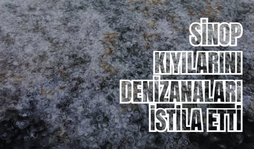 Sinop kıyılarını denizanaları istila etti