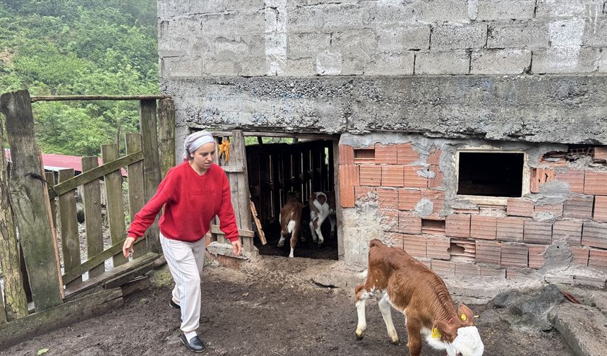 Bir buzağının telef olduğu doğum sonrası kontrol edilen 3 buzağıda herhangi bir sağlık sorunu bulunmadığı anlaşıldı.