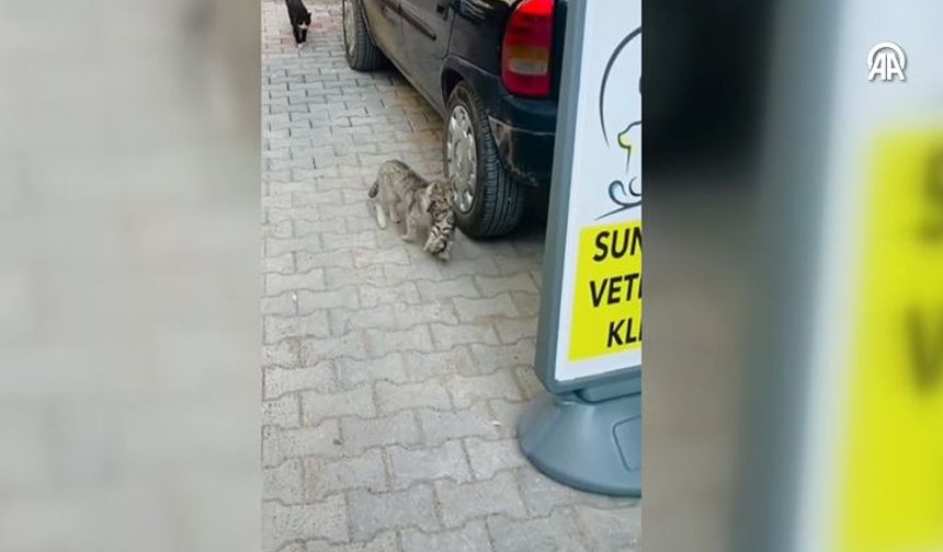 Anne kedinin ağzında getirdiği yavrusu veterinerde tedavi edildi