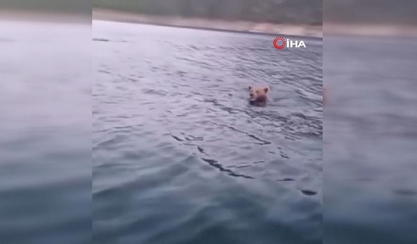 Sinop'ta ilginç anlar: Yüzen ayı böyle görüntülendi