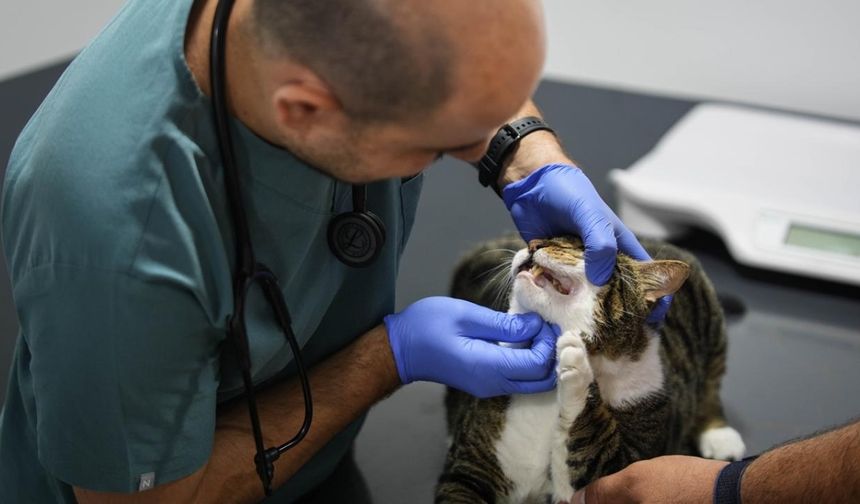 Karabağlar ilçesinde yaşayan biyoloji öğretmeni Gurbet Aslantürk, 2 yıl önce sokakta bitkin halde bulduğu kediyi veterinere götürdü. Aslantürk, tetkiklerde diyabet tanısı konulan "Mars" adını verdiği kediyi sahiplendi.