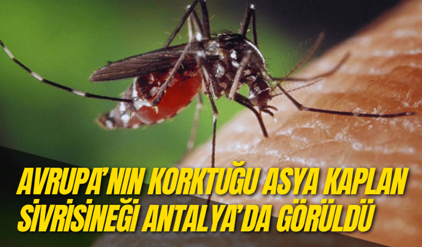 Avrupa’nın korktuğu Asya Kaplan Sivrisineği Antalya’da görüldü