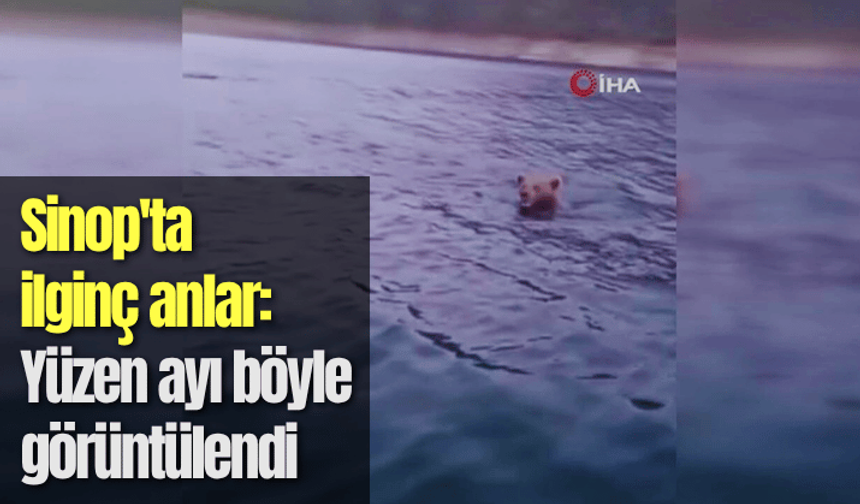 Sinop'ta ilginç anlar: Yüzen ayı böyle görüntülendi