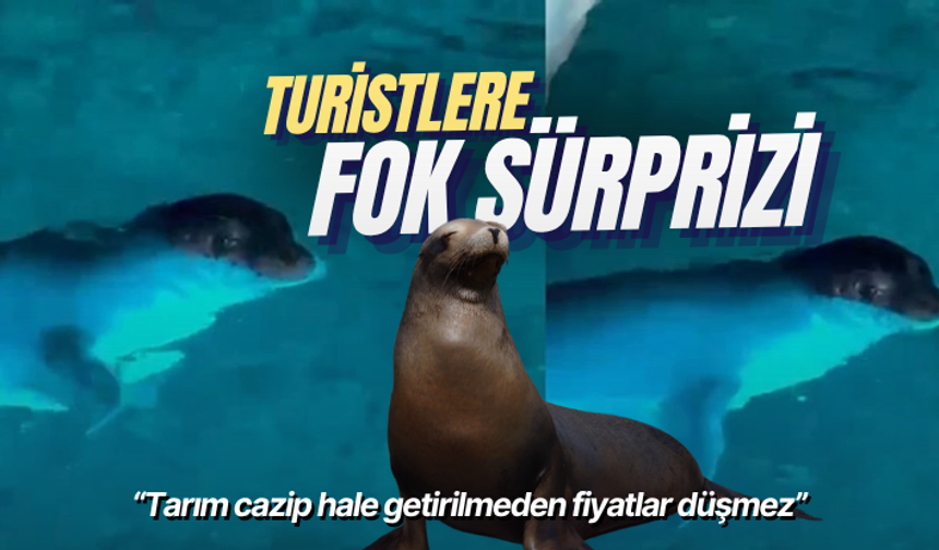 Mersin'de tatilcilere Akdeniz foku sürprizi