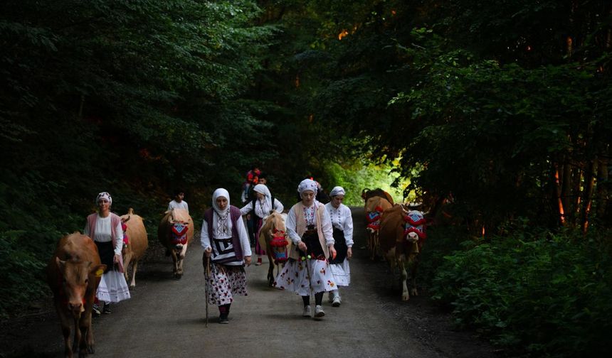 Yaylalara ulaşan besiciler, yaz boyunca burada kalarak süt ürünleri üretimi yapıyor