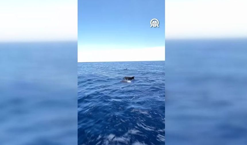 Yunuslar Alanya’da turistlere gösteri yaptı