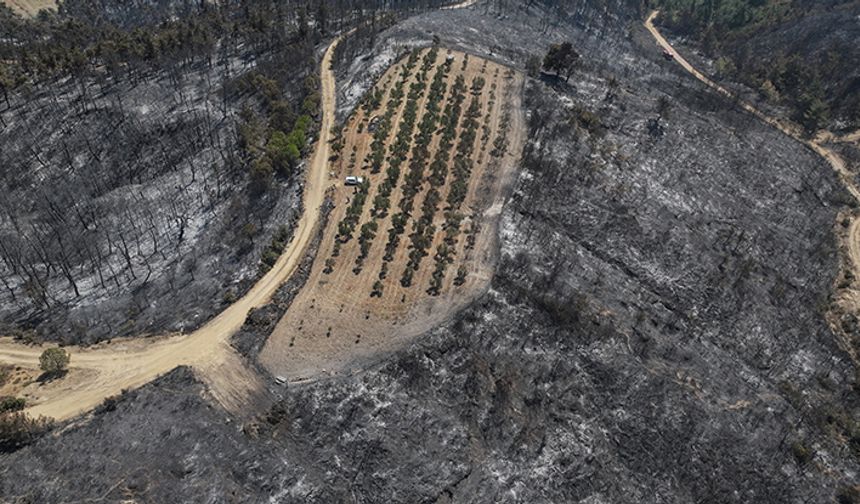 Çanakkale'deki orman yangını 150 ağaç bulunan zeytinliği teğet geçti