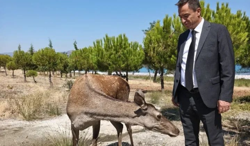 Salda Gölü’nde geyik sürprizi