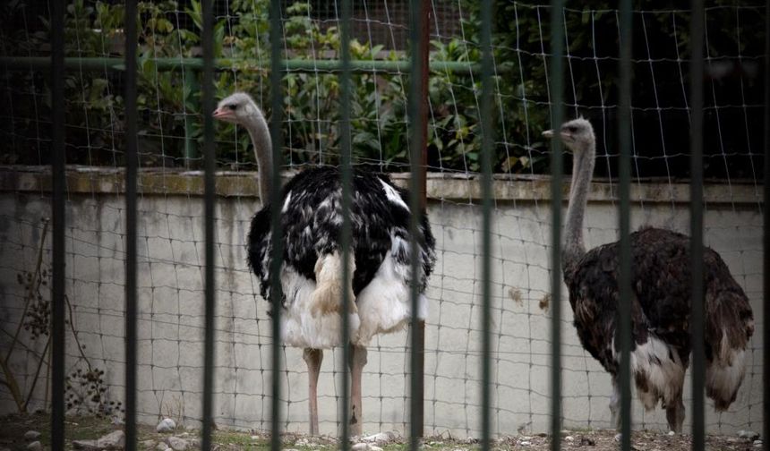 İspanya'da kuş gribi alarmı! Kümes hayvanları kapalı tutulacak