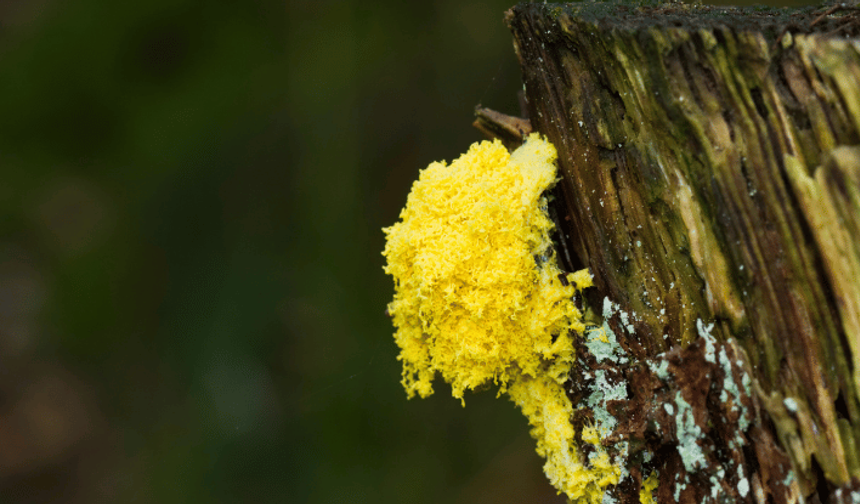 Sonbaharda alerjilere dikkat: Polenler gitti, küf mantarları geldi