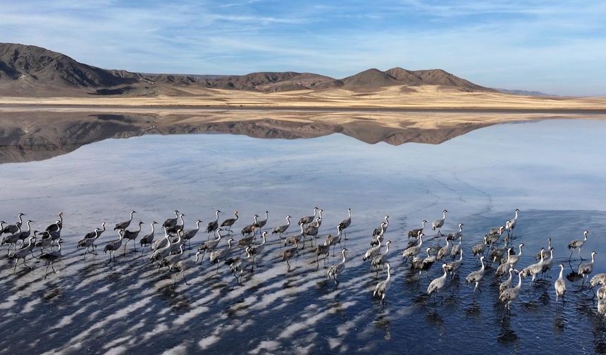 Su seviyesi yükselen Tuzla Palas Gölü'nde kuş popülasyonu arttı