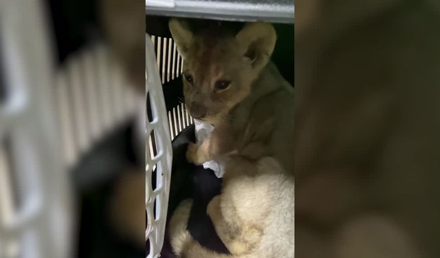 Yasa dışı yolla getirilen Afrika aslanı yavrusuna el konuldu