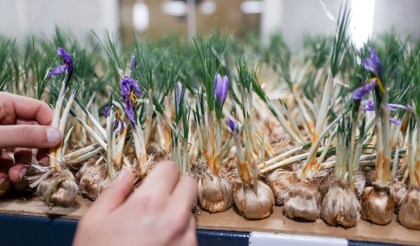 Yıllık kazancı 1 milyon TL! Tesisi başta deneme amaçlı kurdu
