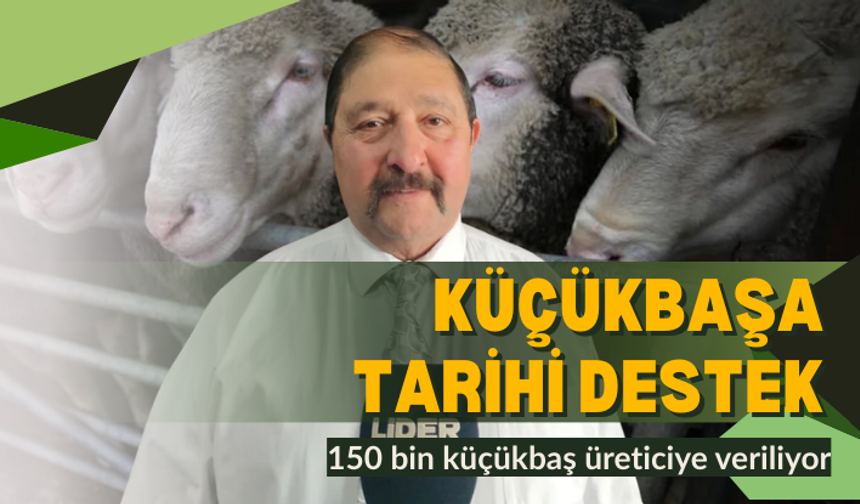 Küçükbaşa tarihi destek: 150 bin küçükbaş üreticiye veriliyor