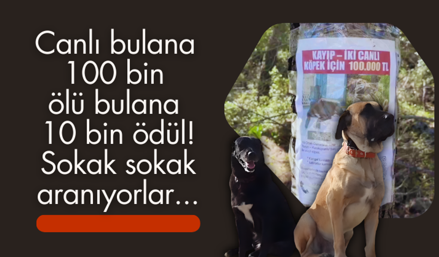 Canlı bulana 100 bin, ölü bulana 10 bin ödül! Binlerce ilan bastırdı, sokak sokak arıyorlar...