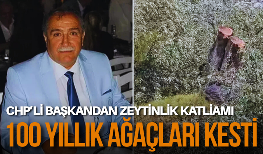 CHP başkandan zeytinlik katliamı: 100 yıllık ağaçları kesti