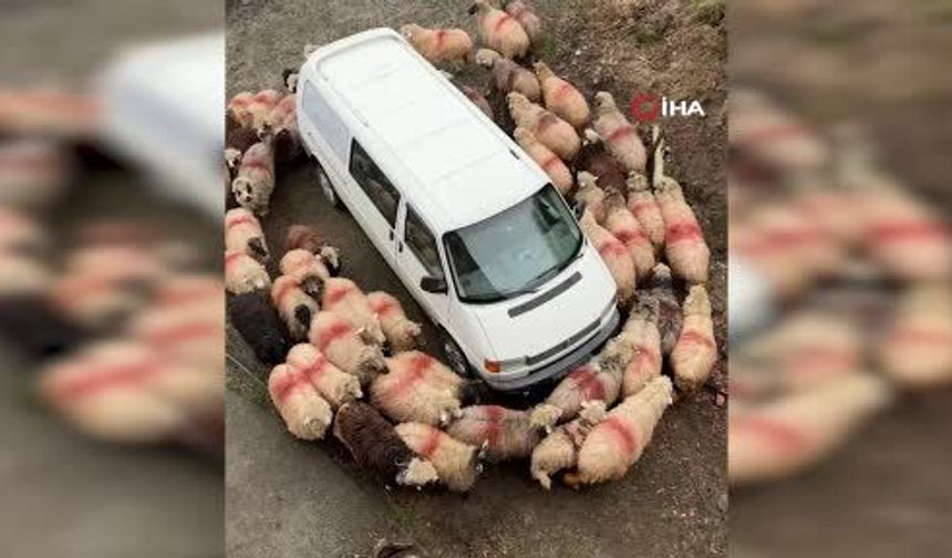 Trabzon'da renkli görüntüler: Koyunlar dakikalarca araç etrafında döndü
