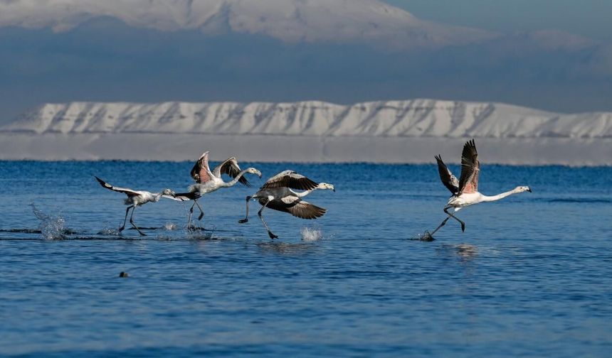 Flamingolar Van Gölü’nü renklendirdi