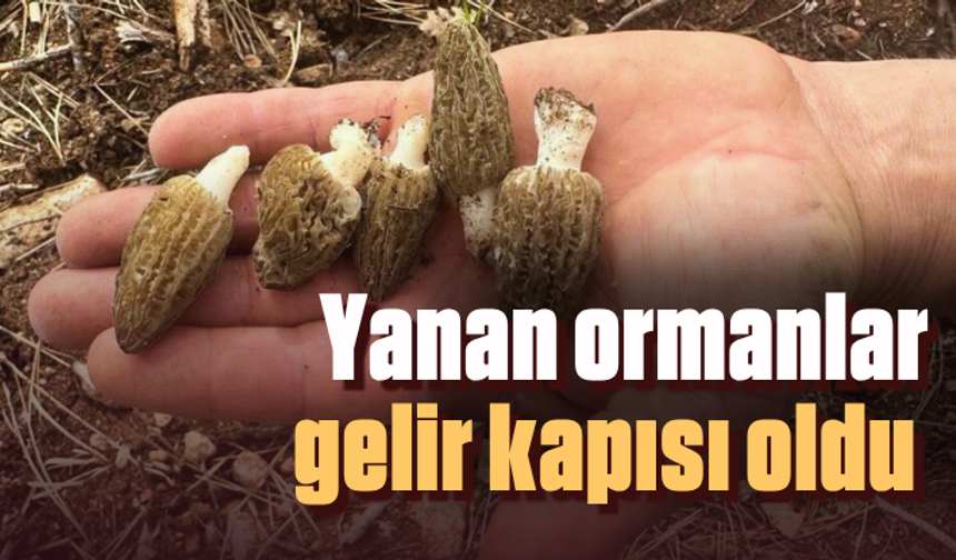 Yanan ormanlar gelir kapısı oldu 100 km yol gidip topluyorlar, kilosu bin TL