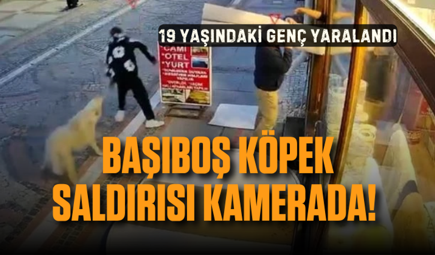 Başıboş köpek saldırısı kamerada! 19 yaşındaki genç yaralandı