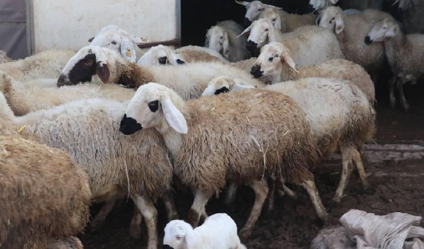 Almanya'da büyükbaş hırsızlığı ekipleri alarma geçirdi: 149 hayvan çalındı