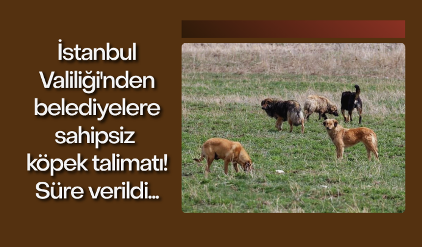 İstanbul Valiliği'nden belediyelere sahipsiz köpek talimatı! Süre verildi...
