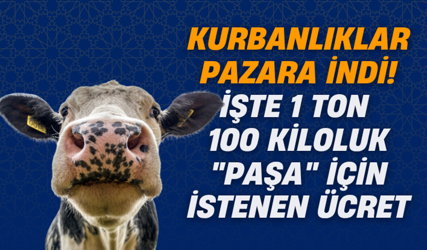 Kurbanlıklar pazara indi! İşte 1 ton 100 kiloluk "Paşa" için istenen ücret...