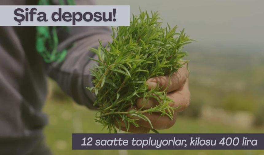 Tam bir şifa deposu! 12 saatte topluyorlar, kilosu 400 lira
