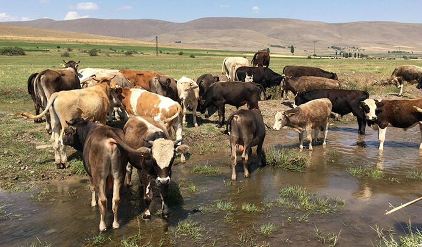 Antalya’da güncel kurbanlık fiyatları belli oldu