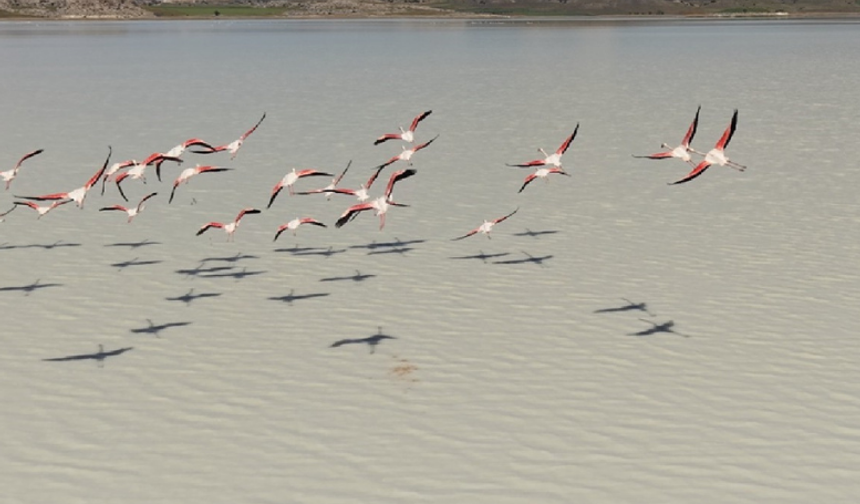 Burdur’da bir zamanlar kuruyan göl şimdi flamingolarla renklendi