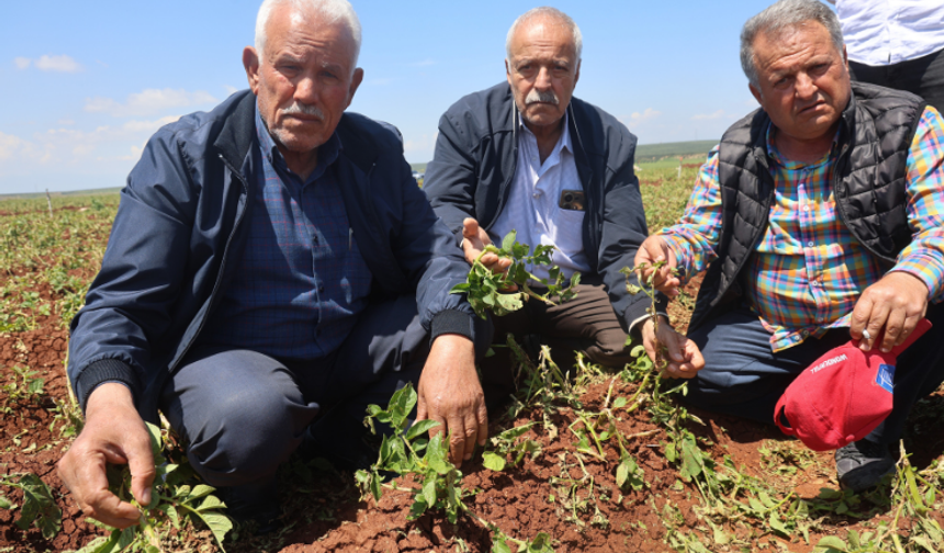 Hatay’da dolu felaketi: 6 bin dönüm tarım arazisi zarar gördü