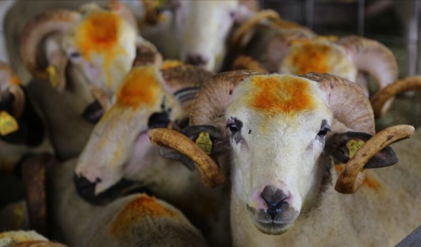 Kurban ibadetiyle ilgili doğru bilinen yanlışlar