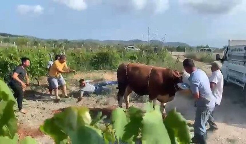 Kurbanlık boğa ortalığı karıştırdı! Bir tekmeyle yere savurdu