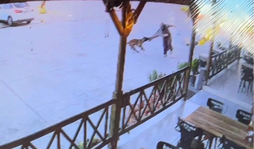 Ne sandalye ne tekmeler durduramadı: Başıboş köpek kadının kolunu kopardı! Dehşet anları kamerada