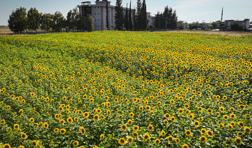 Ayçiçekleri Adana ovasını sarıya boyadı