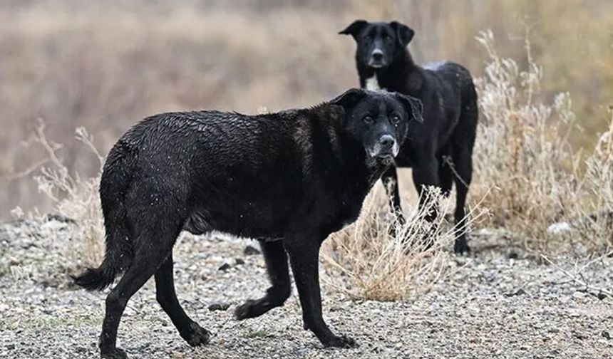 İçişleri Bakanlığından “sahipsiz köpek” hamlesi!