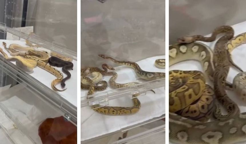 Evden çıkanlar şoke etti! 18 piton, 21 Mısır ve 3 king yılanı...